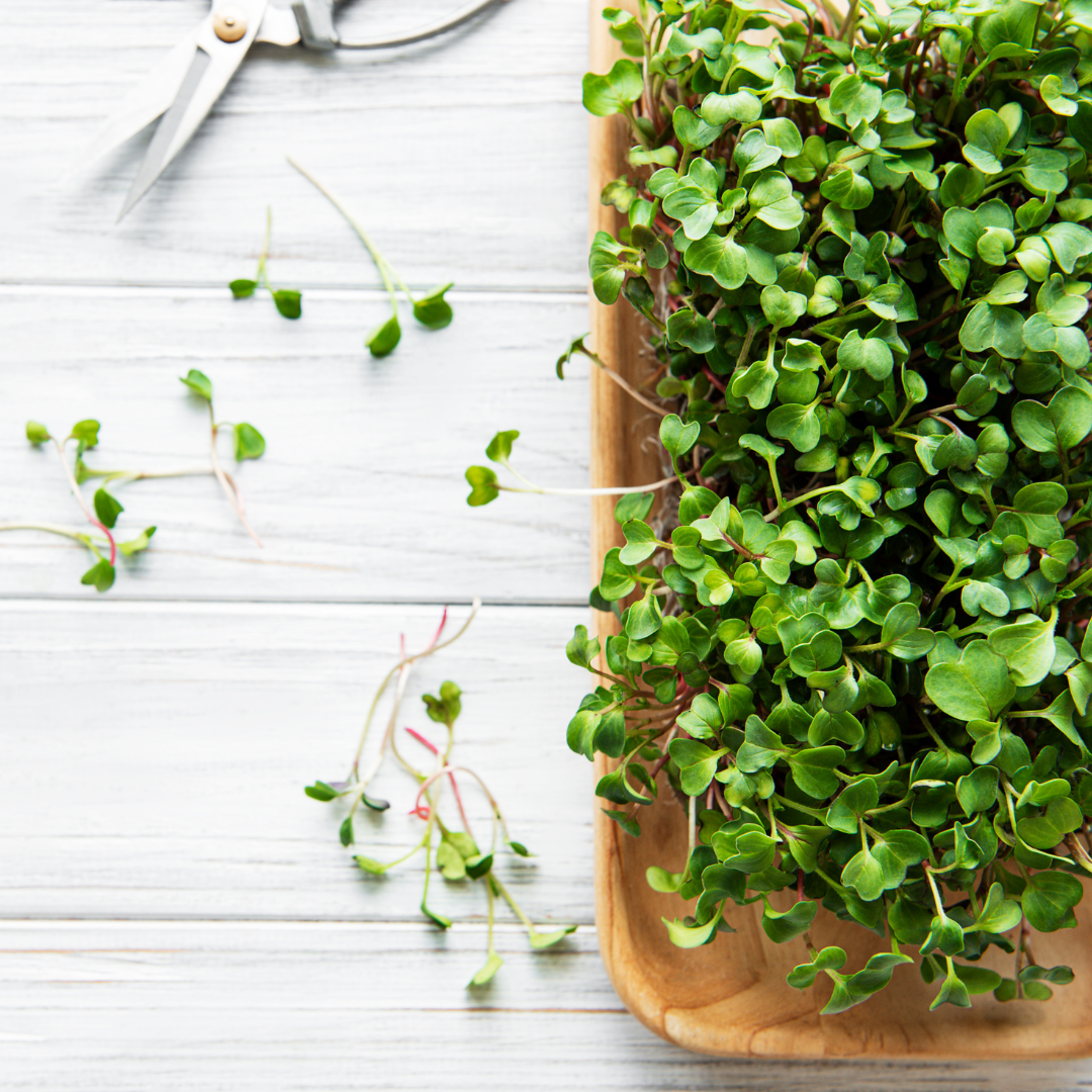 Tray of microgreens on white table